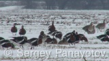 Video of Red-breasted goose - Red-breasted Goose eating grass in winter snow fields